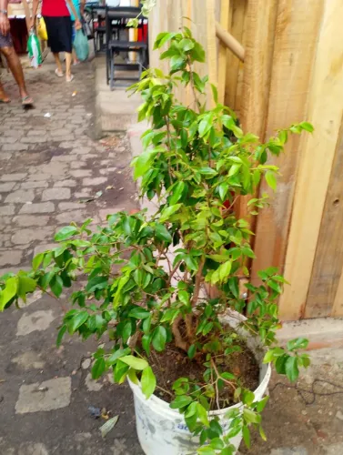 Jabuticaba Híbrida