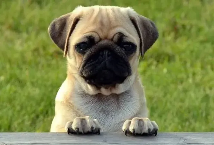 Pug maravilha do mundo 