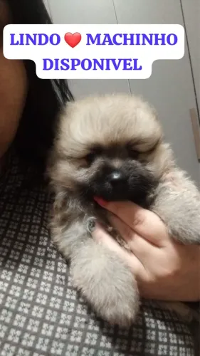 Lulu da pomeranea vacinado
