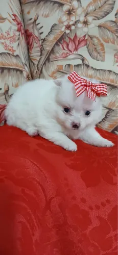 Lulu anao com 45 dias vacinado 
