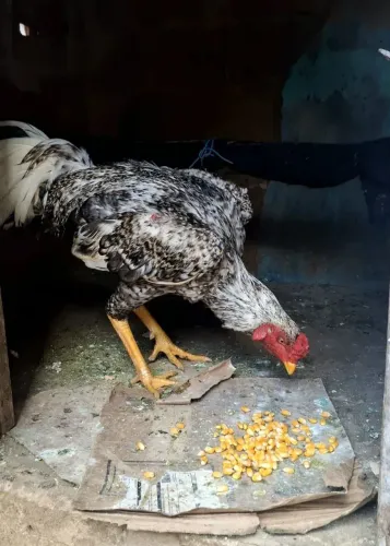 Galo de raça frango novo