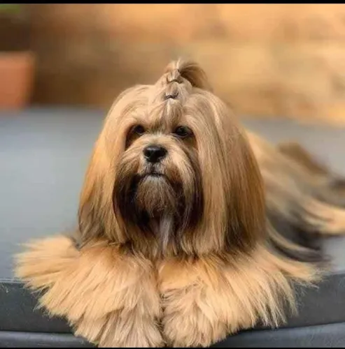 Lhasa Apso macho ( PROMOÇÃO)