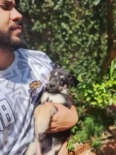 filhote husky mix (pastor + husky)