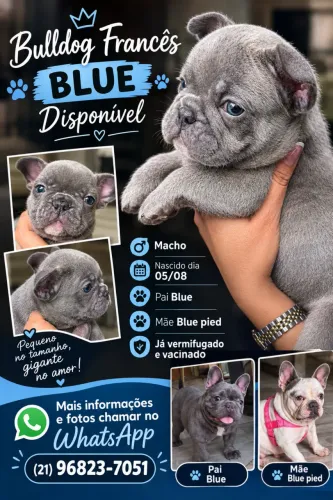 Bulldog francês