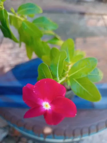 Planta vinca.No vaso de garrafa pet.