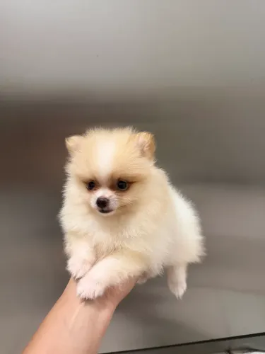 Lulu Da Pomerânia