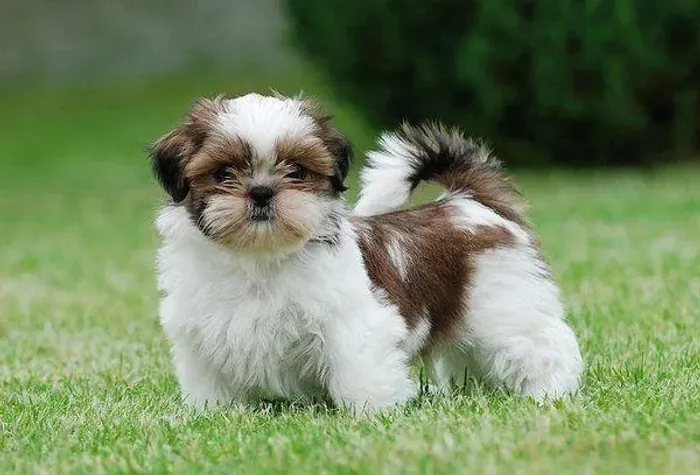 Procura um Filhote de Shih Tzu? Conheça Nossos Pequenos