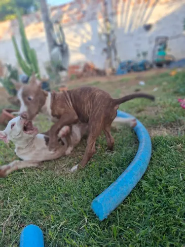 Filhote pitbull femea marrom puro
