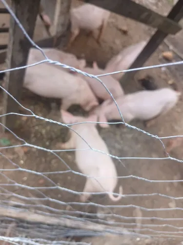 Pula pula