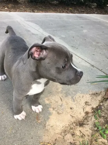 DOANDO PIT BULL