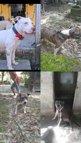 FILHOTES DE PITBUL A CAMINHO