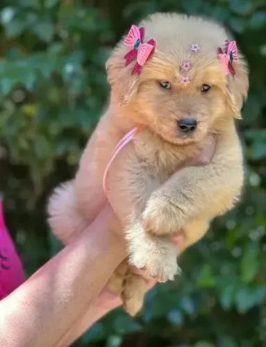 Golden Retriever bebê disponível