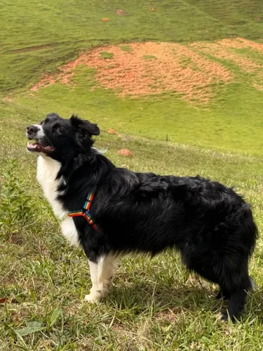 Cadela 10 Meses - Border Collie 