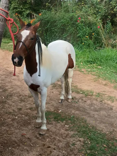 Égua quarto de milha.