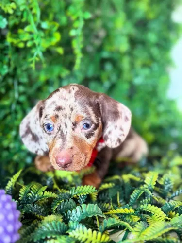 Dachshund ( linguicinha ) Arlequim chocolate 