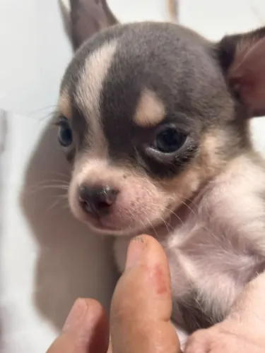 Chihuahua mini pelos curtos