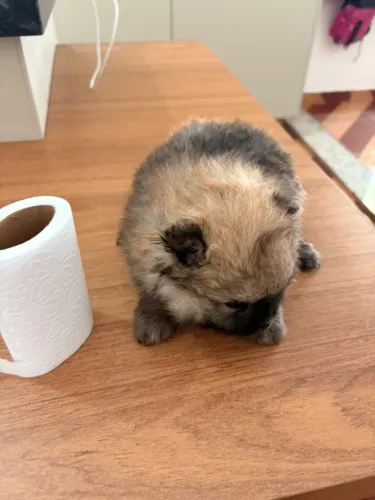 Spitz Alemão- Macho