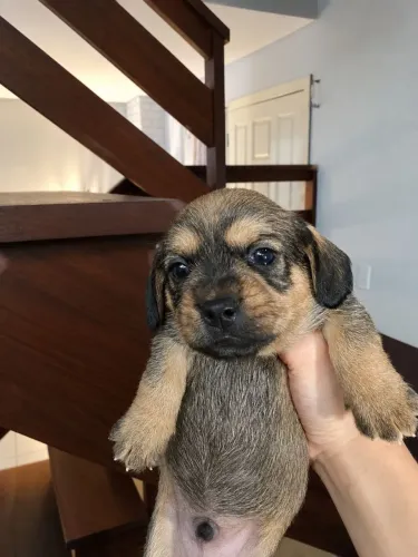 Vendo Este Lindo filhote Macho de Dashund (Salsicha)