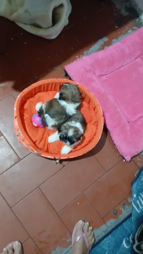 Lindas filhotes de Shitzu fêmea 