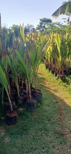 Coco anão da bahia