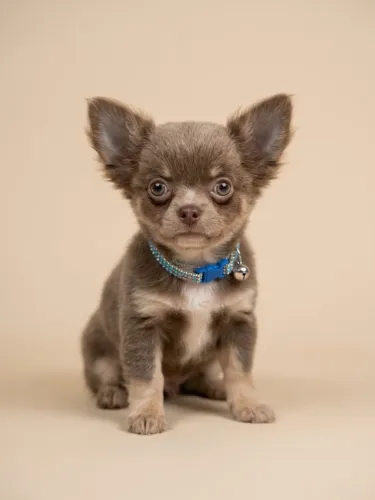 CHIHUAHUA PELO LONGO CHOCOLATE TAN