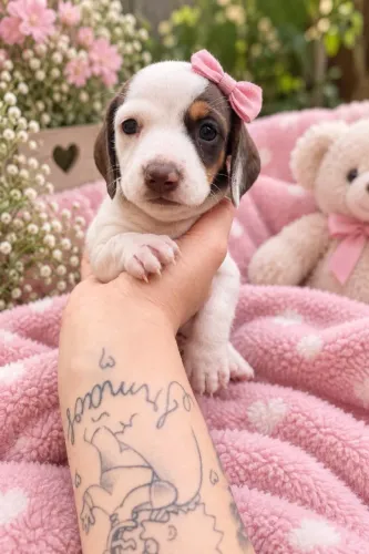 Teckel Inspira Encontros Repletos De Alegria