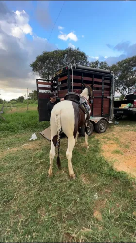 Mangalarga Marchador