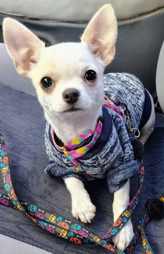 Chihuahua macho - 4 meses