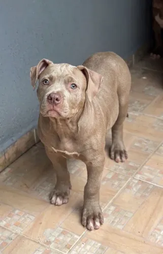 Pitmonster 3 meses 