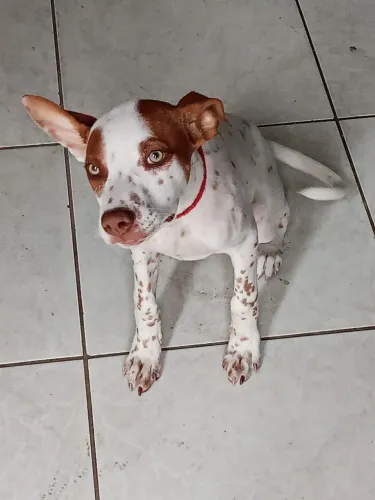 Vendo cachorro Pit Bull fêmea 