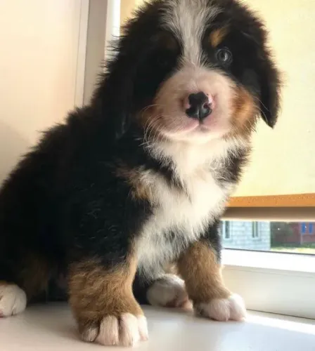 Filhotes de Bernese | Um companheiro para chamar de melhor amigo!