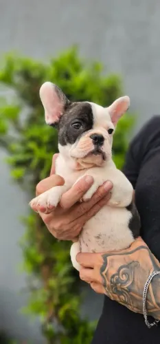Bebês Buldogue Francês