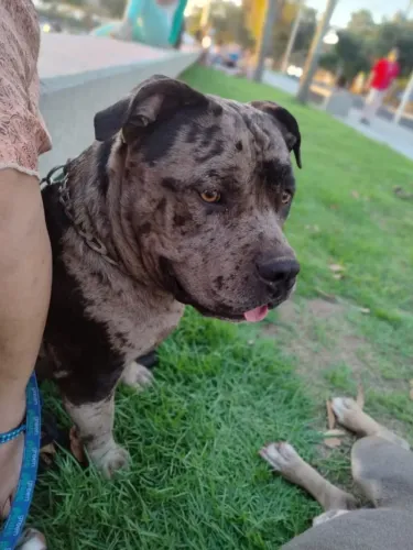 American Bully