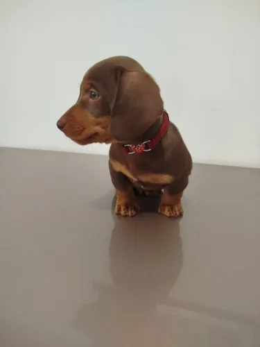 Vendo Filhotes de Procedência Dachshund Macho Cor Chocolate