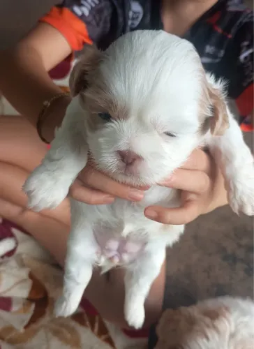 Vendo filhotes de shihtzu puro