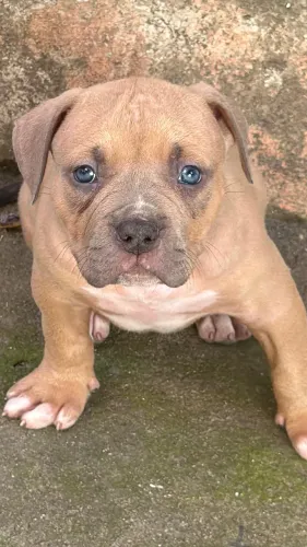 Filhotes de American Bully 