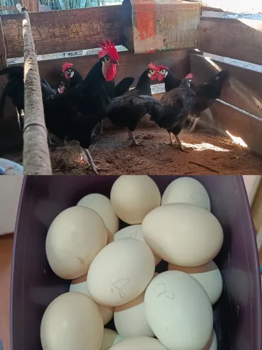 Ovos