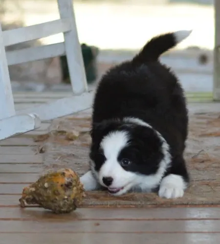 Filhotes de Border Collie | Muito carinho em miniatura!