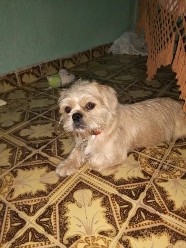Doa-se Cachorrinho Chico.