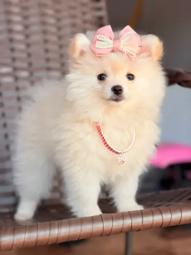 Linda fêmea Lulu da Pomerânia 