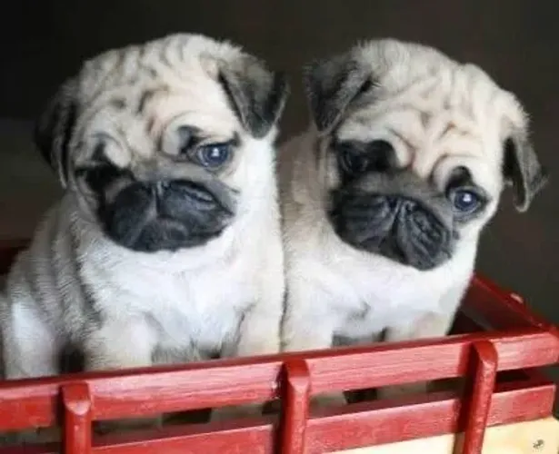 Pug bbs gordinho nao falam mais entende tudo 