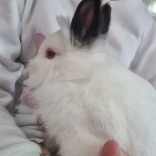 Mini coelho Netherland dwarf macho