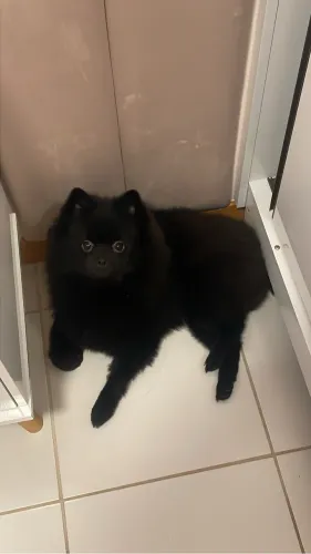 spitz alemão macho para cruza