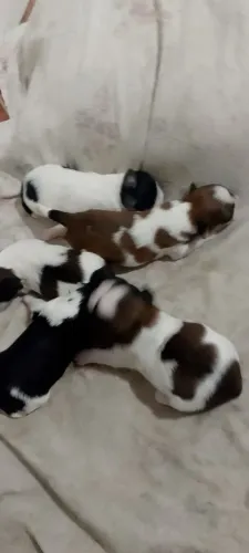 Filhotes de Shitzu 