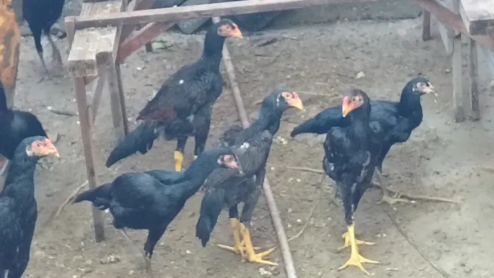 Vende-se pintos da raça Mura com aproximadamente dois meses valor r$ 150
