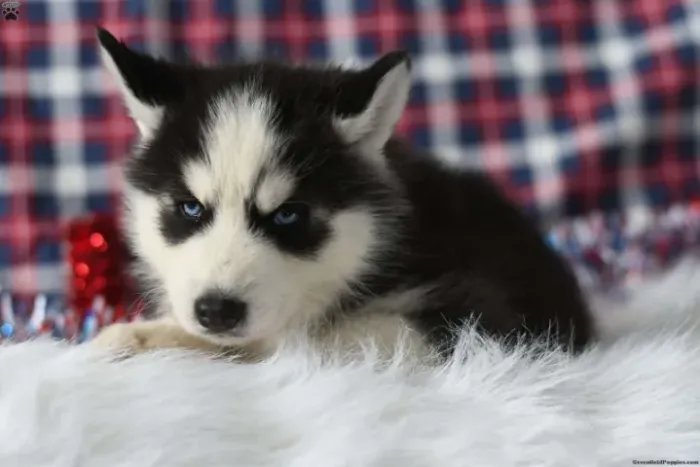 ?Filhotes de Husky Siberiano à venda - aproveite?