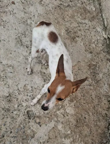 Cachorro