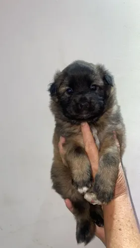 Shitzu com lhasa
