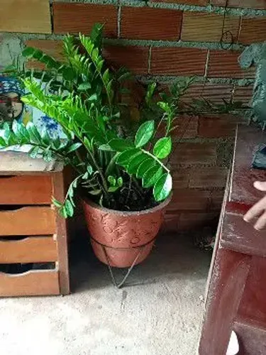 Vaso grande zamioculca