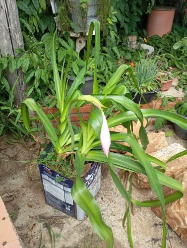 Plantas e sementes
